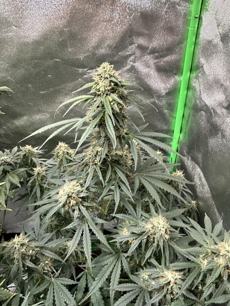 Sugarlato Auto, Фасовка: 3, изображение 2